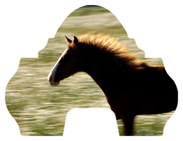 DARAY-L-340 Gone Riding